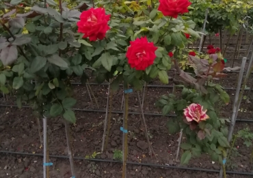 Розы штамбовые, рябина шаровидная, доставка по Украине