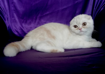 Клубный шотландский котенок с родословной и прививками из питомника